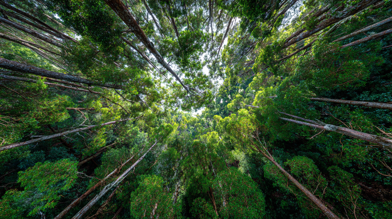 Forest canopy looking up